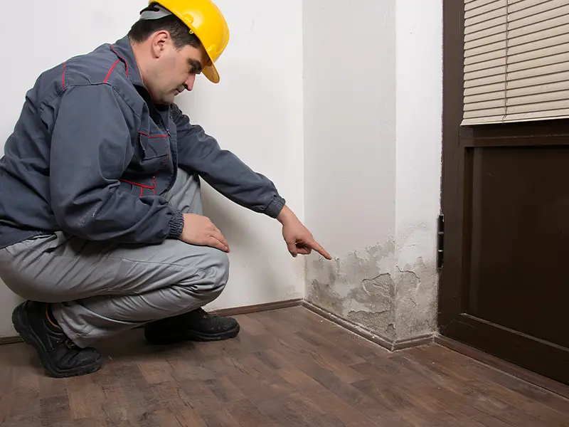 Professional mold inspection