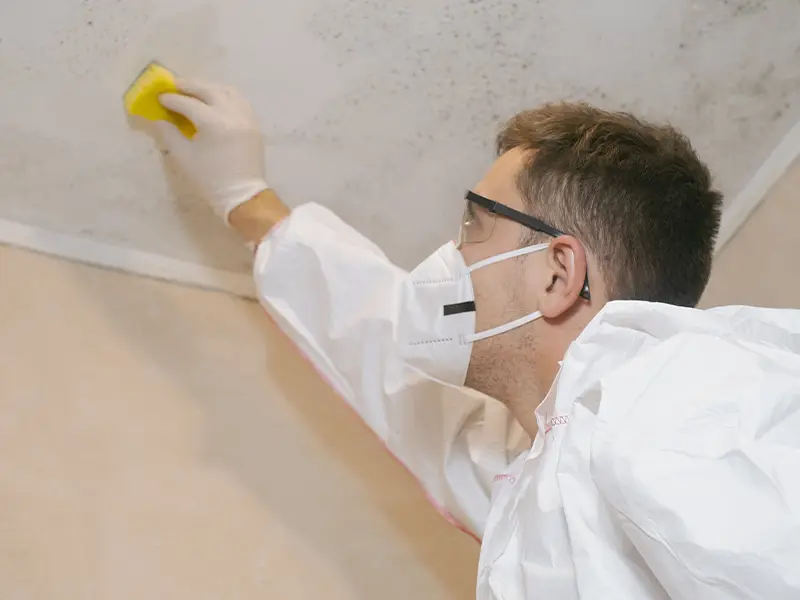 Black mold removal services