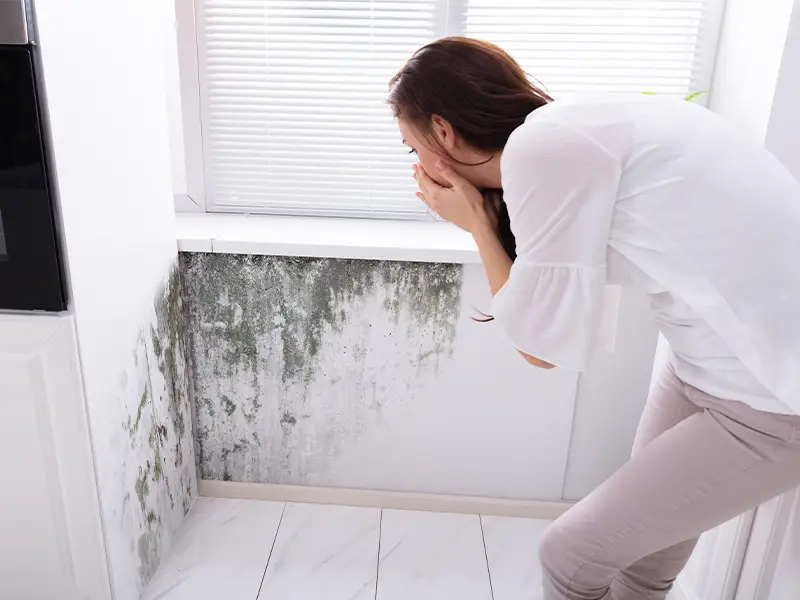 Black mold removal services